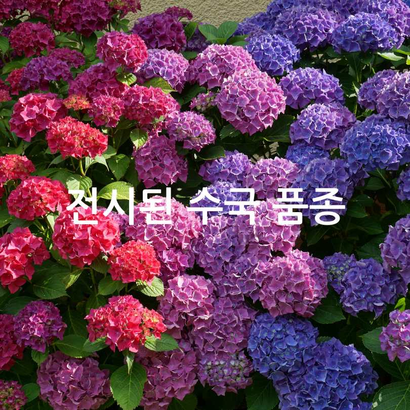 서울식물원 낭만수국전