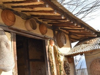 서산 유기방가옥 수선화축제 개화 상황