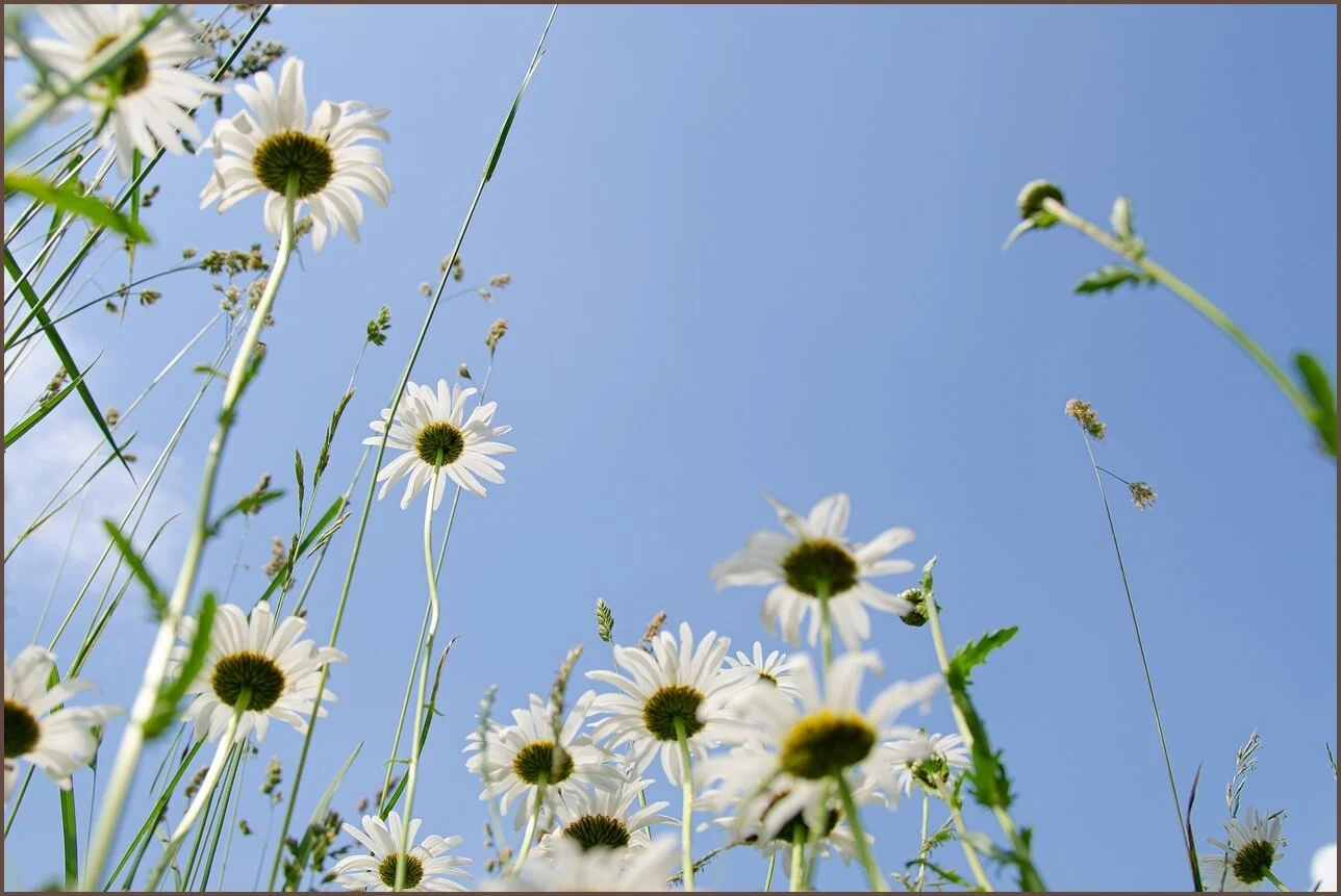 농협 예금금리 조회