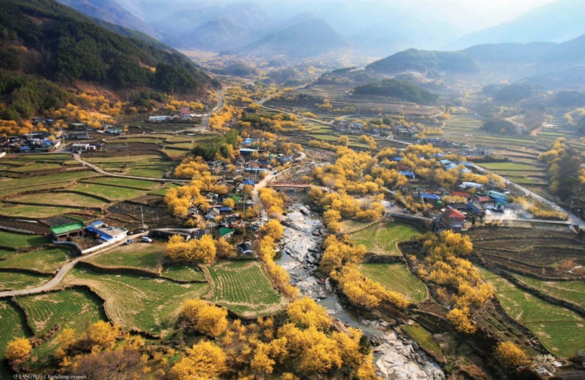 구례-산수유-축제