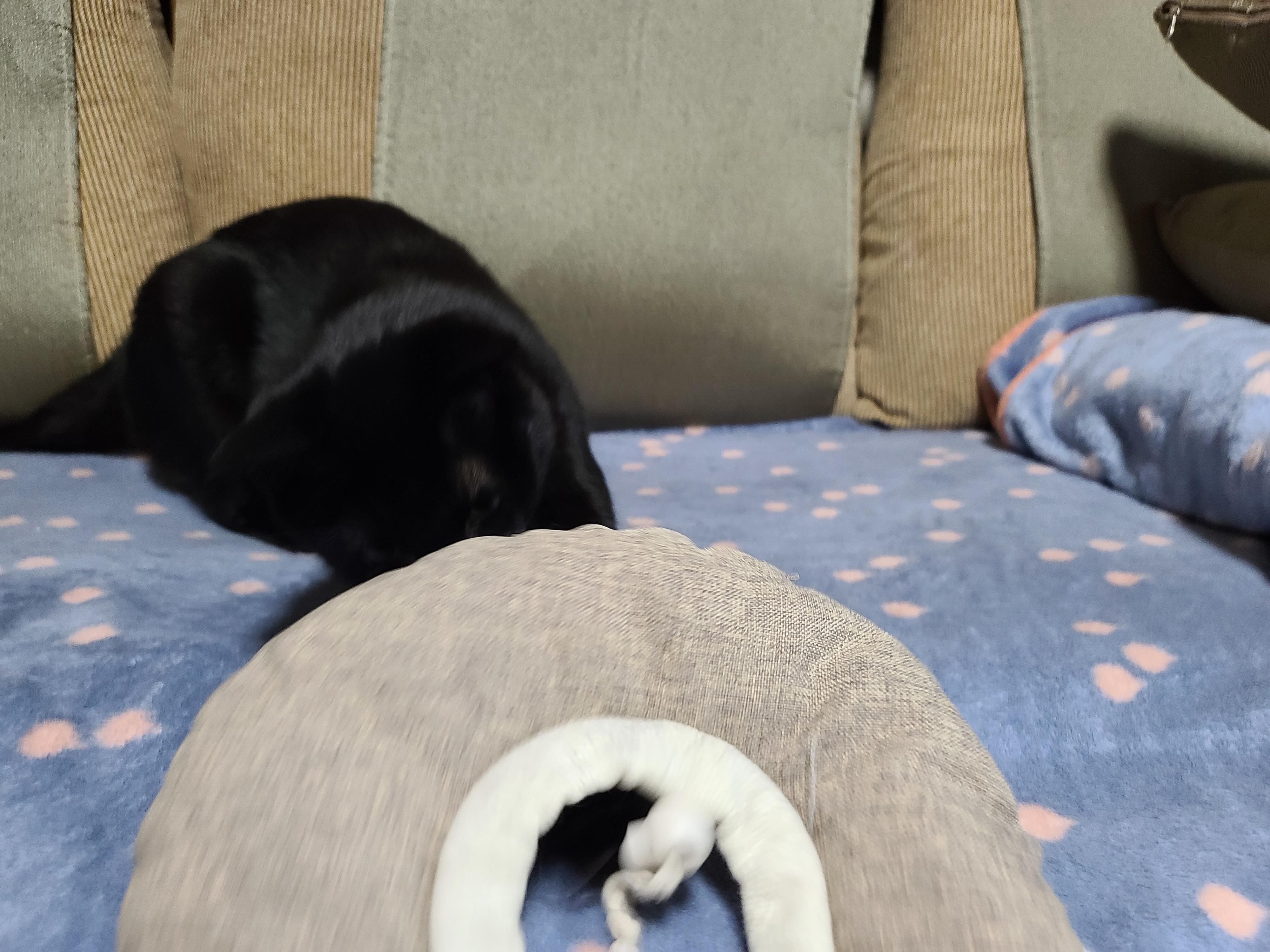 넥카라 혼자 벗어던지고 갖고노는 고양이 건이. (귀여운 영상 많음 주의)