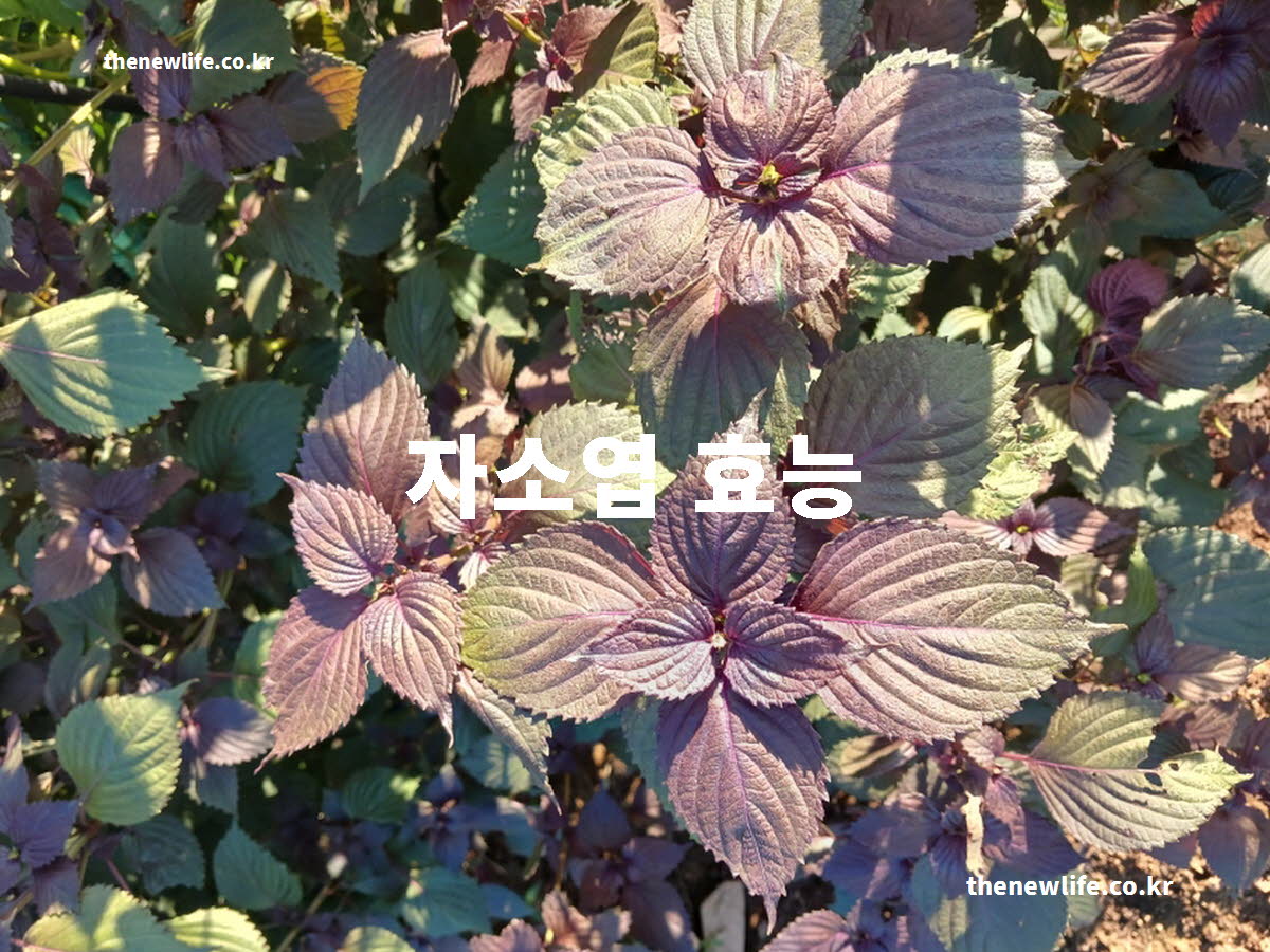 자소엽 효능 대표 실사진