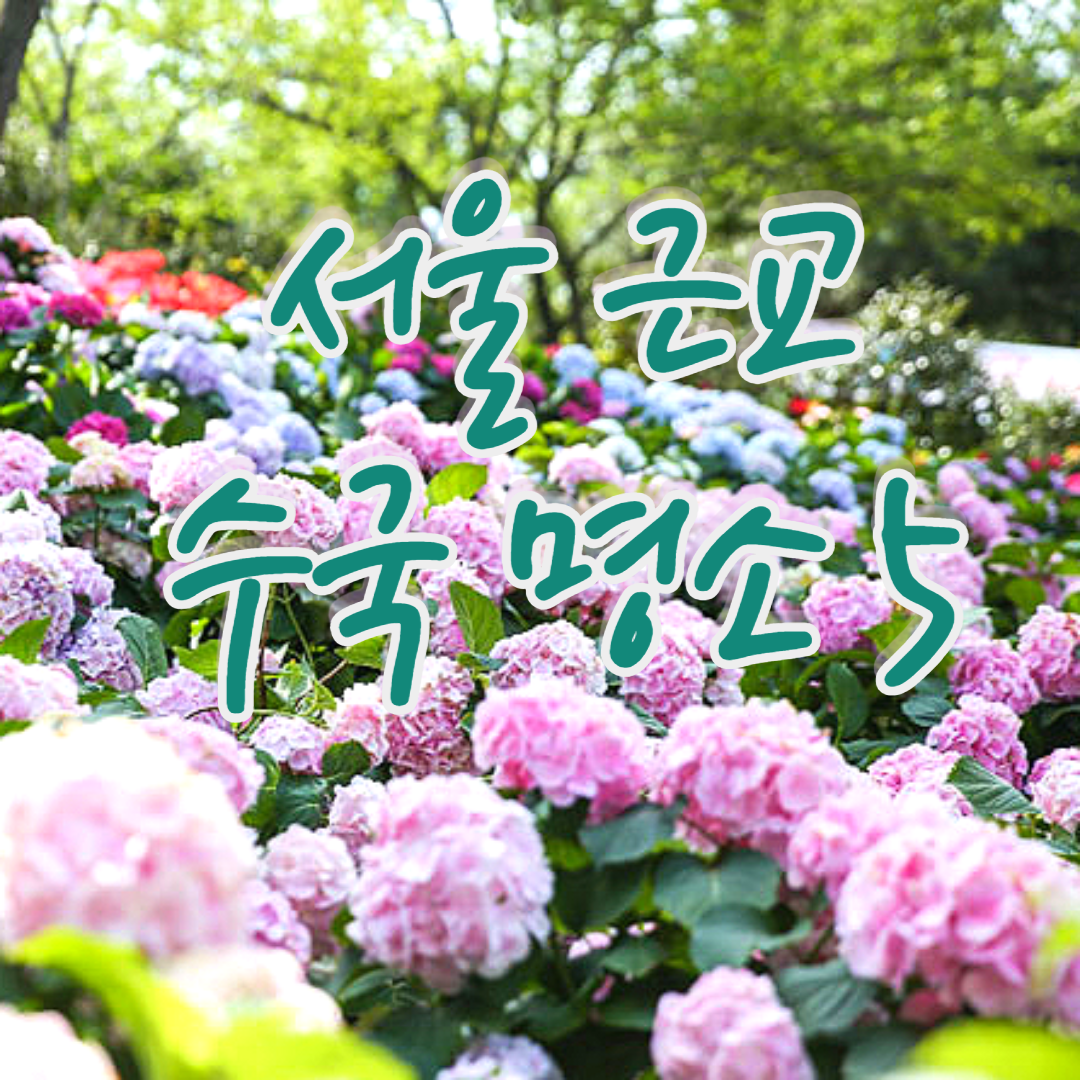 서울 근교 수국 명소