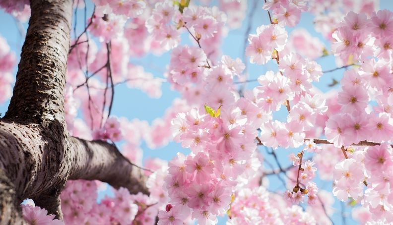 럭셔리 일본 벚꽃 여행 (5성급 호텔 & 프리미엄 서비스 정리)