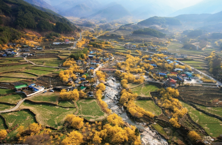 구례 산수유축제