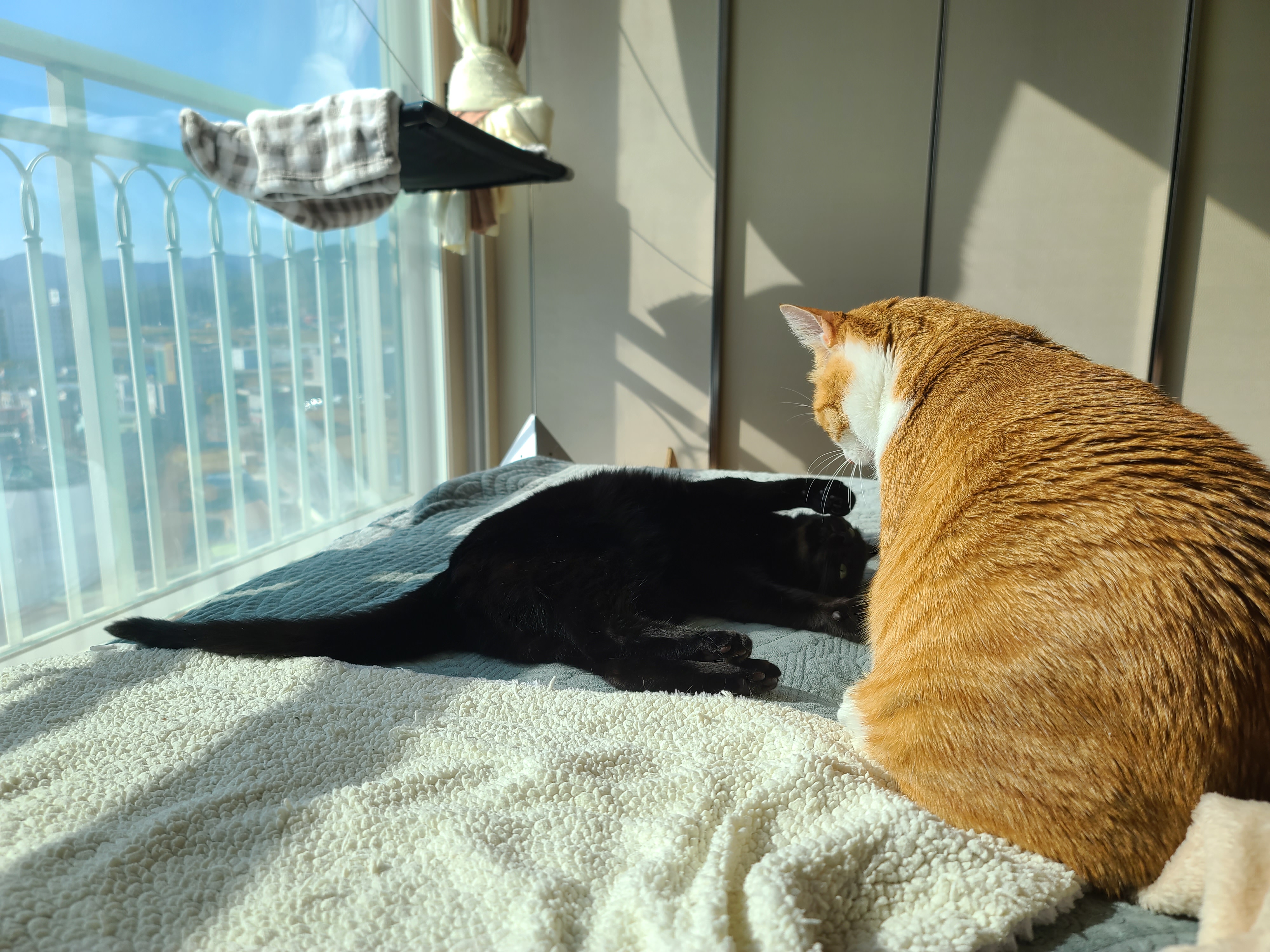 오가는 솜방망이 속의 평화로운 아침 (feat.집사웃참실패)