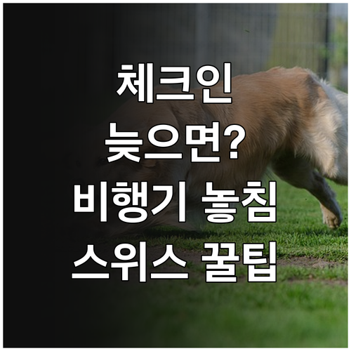 스위스 항공 체크인 시간 놓치지 않는..