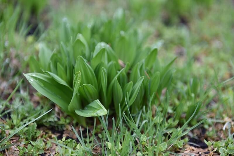 생생정보 수확의 달인 강원도 홍천 오대산 봄철 대표 봄나물 산마늘 주문방법 미쁨농장 산마늘 구매방법