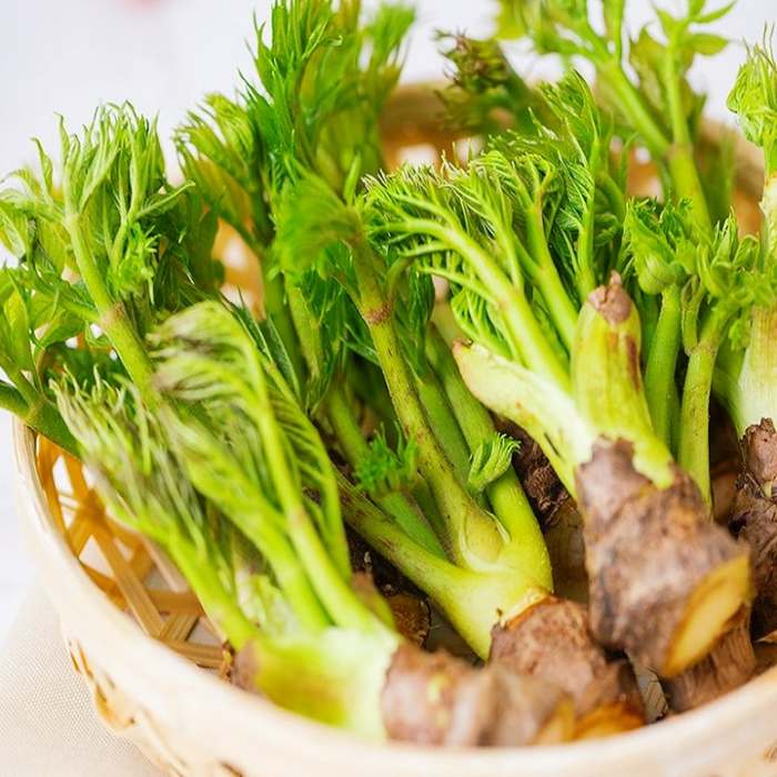 생생정보 신비의 대물 약초 독활 땅두릅