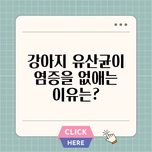 강아지 유산균이 염증을 없애는 이유는?