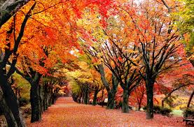 내장산 단풍 절정시기