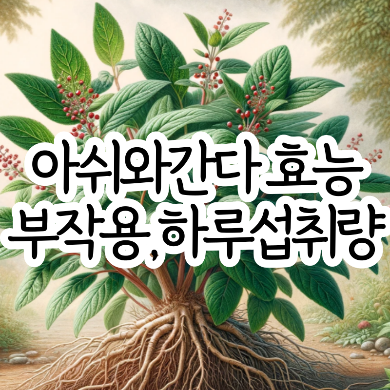 아쉬와간다 효능 부작용 섭취량