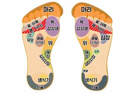 발바닥 주요 지압점