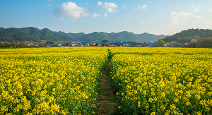 효도 여행지 추천 TOP5, 부모님 감동시킬 국내 명소 강원도정선