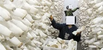 새송이버섯 재배 톱밥 배지 균사 배양 수확 요령_4