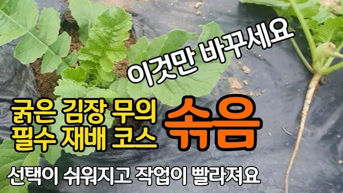 래디시 재배 직파 요령 솎아주기 토양 pH 맞추기_3