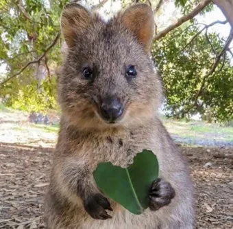 쿼카 웃는 동물 행복한 동물 특징 성격_5