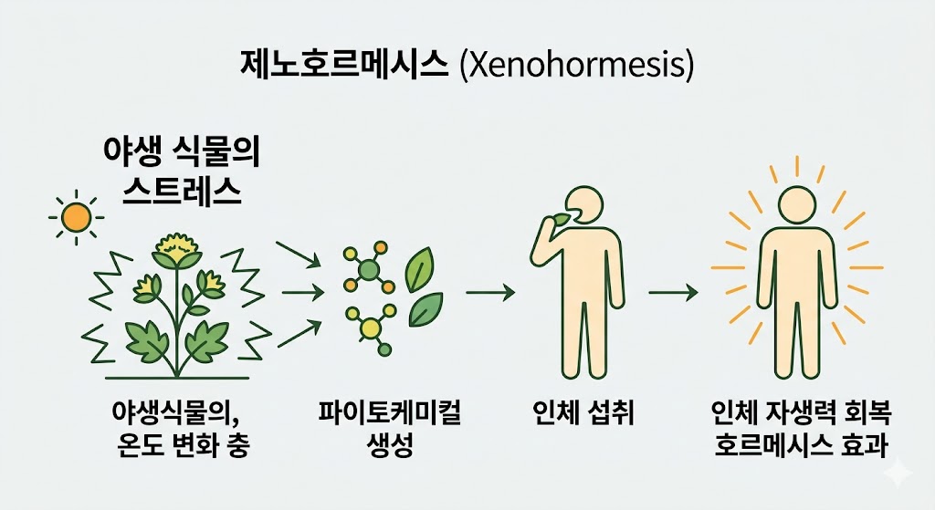 연회색 배경의 제노호르메시스 인포그래픽입니다. 야생 식물의 파이토케미컬 생성, 인체 섭취, 회복 단계를 화살표와 아이콘으로 연결했습니다. 식물의 생존 전략이 건강으로 이어지는 과정을 직관적으로 묘사합니다.