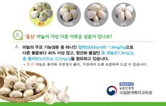 홍산마늘 효능 수확시기 재배법 주아 정리 정보_2