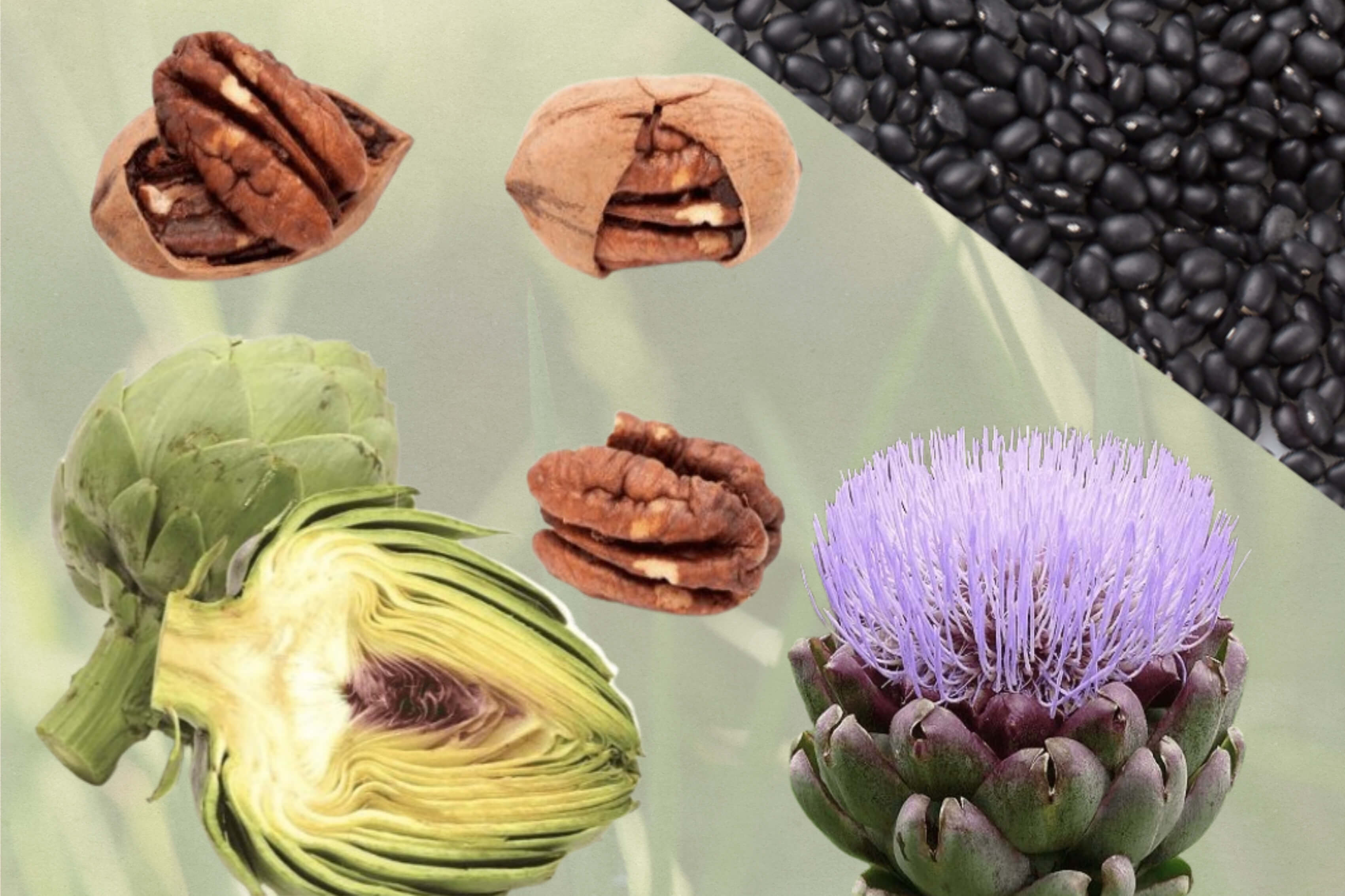 서리태콩. 아티초크. 피칸