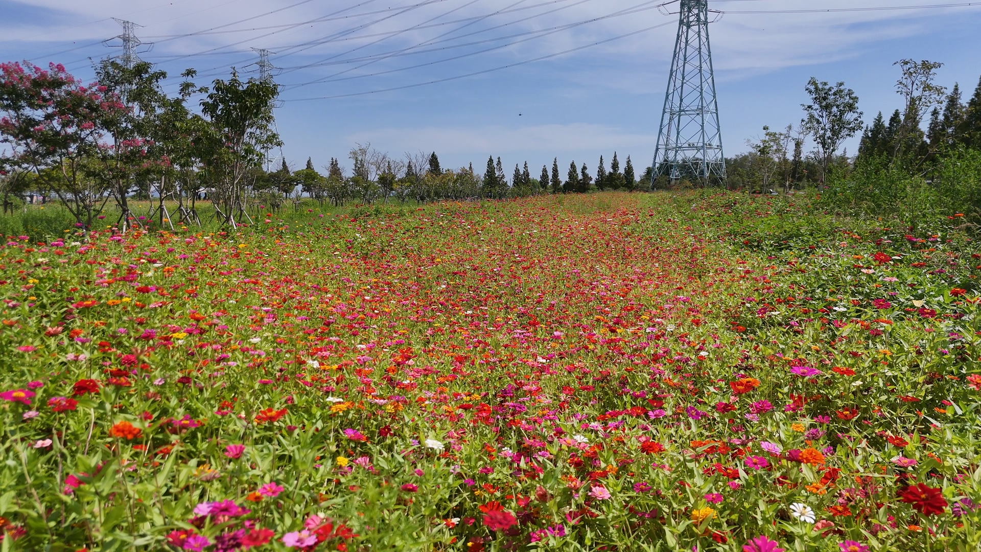 대부도 바다향기테마파크 코스모스