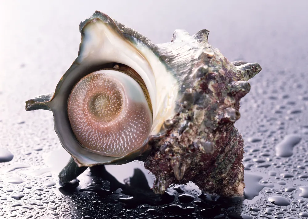 소라 (Turbo cornutus)에 대해서