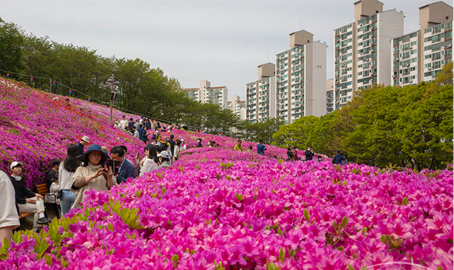 군포 철쭉축제.일정.가는길.주차장.2023년안내