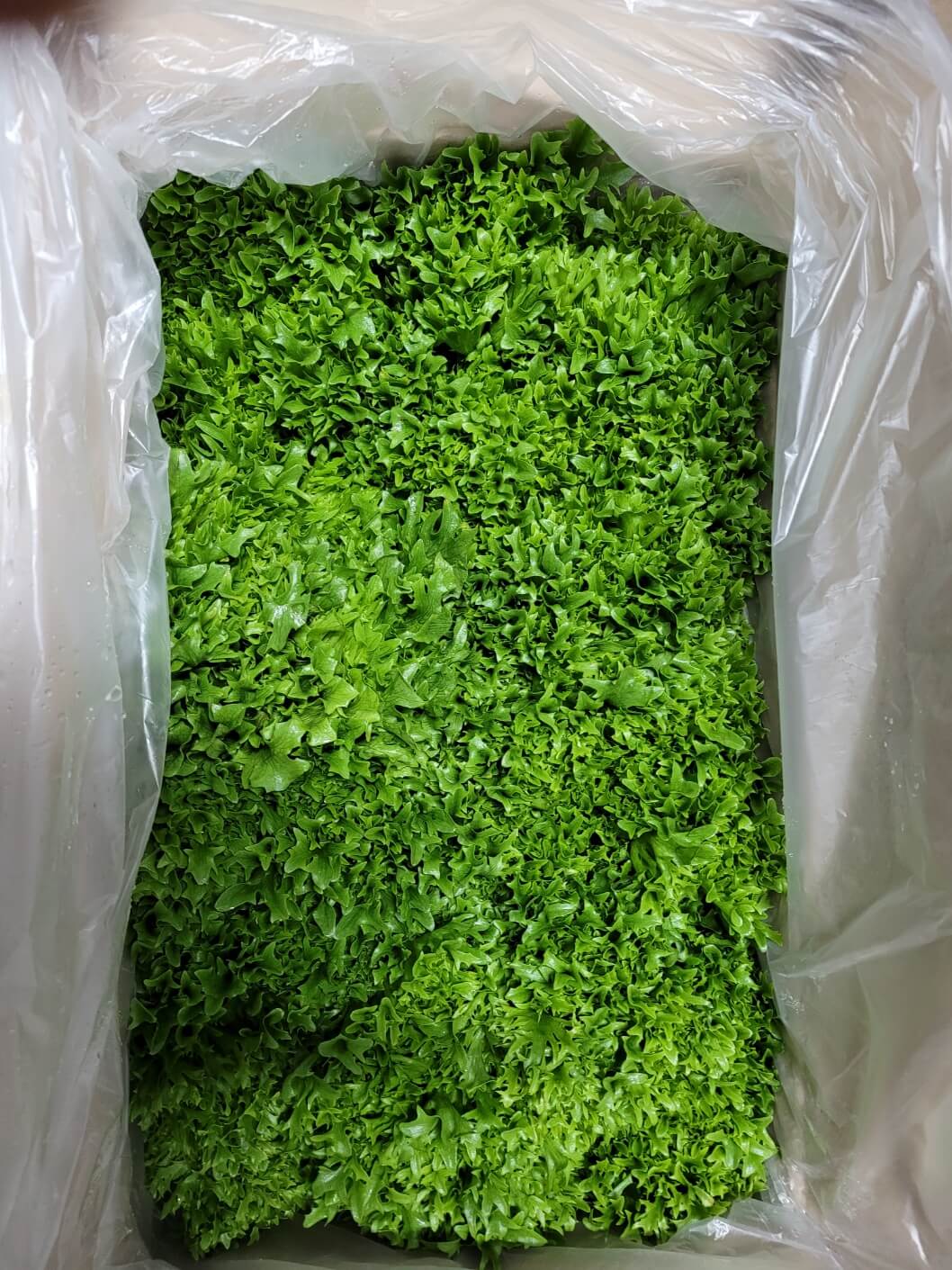 크리스피아노(프릴아이스)