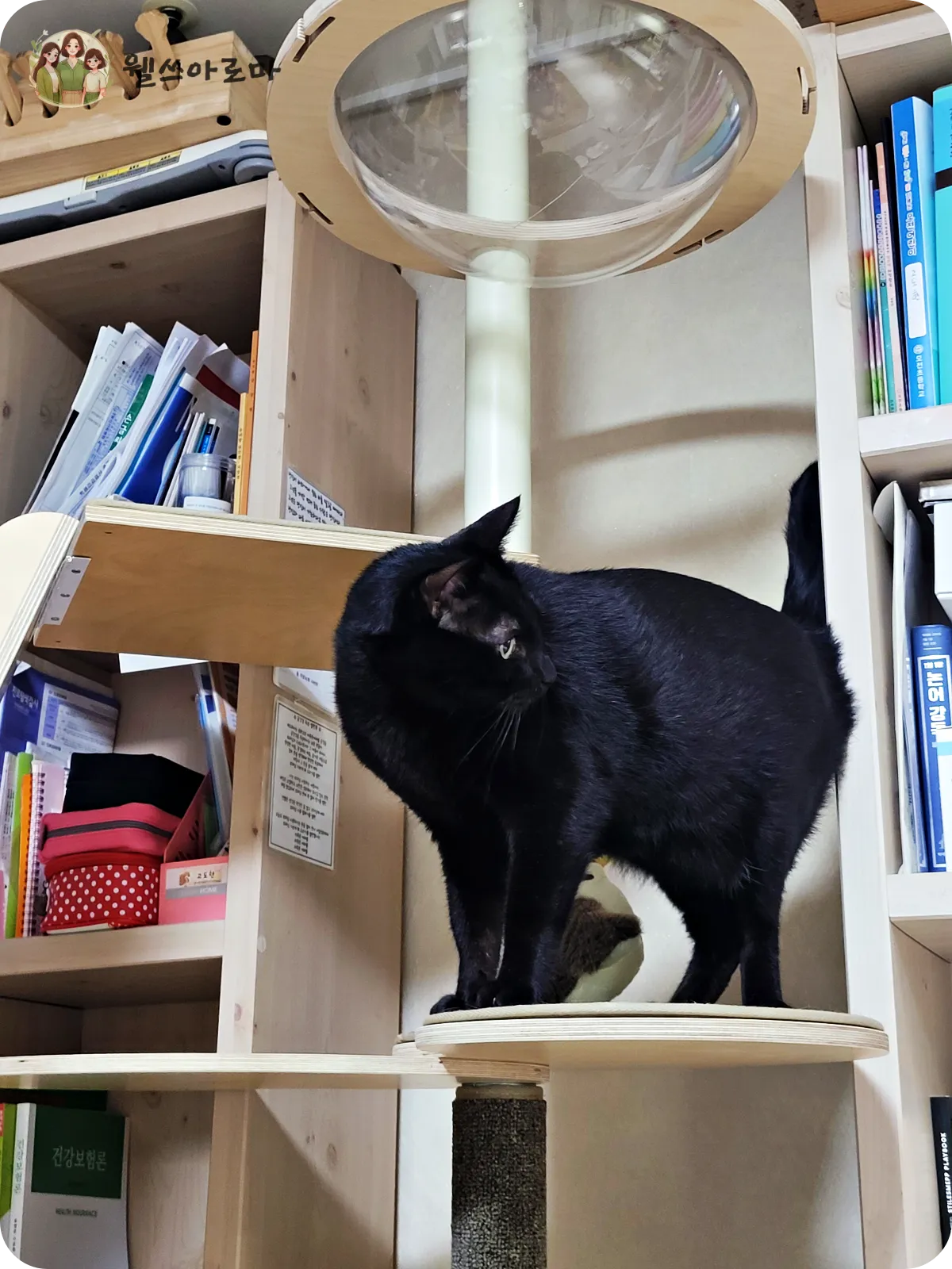 캣타워-위에서있는-까만고양이-후추