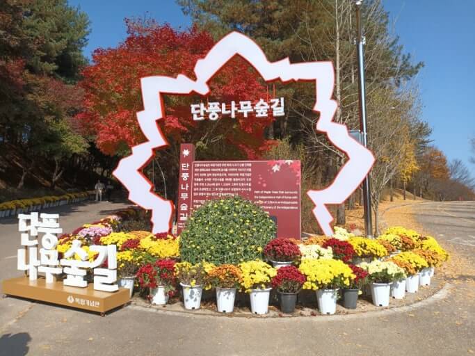 독립기념관 단풍나무숲길 가을정원 산책 사진