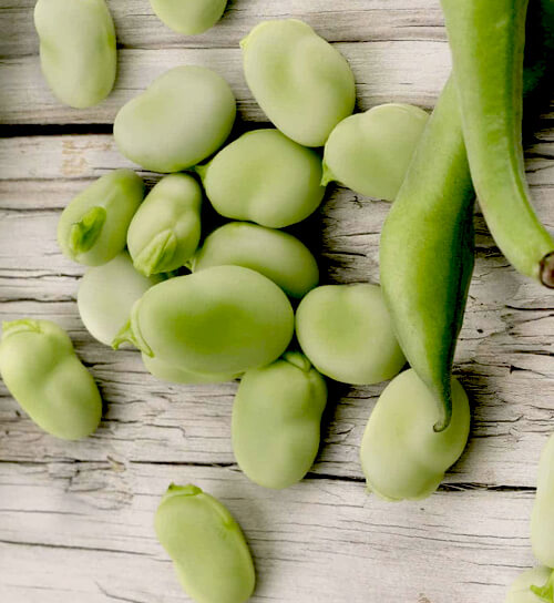 파바빈-나열된-모습