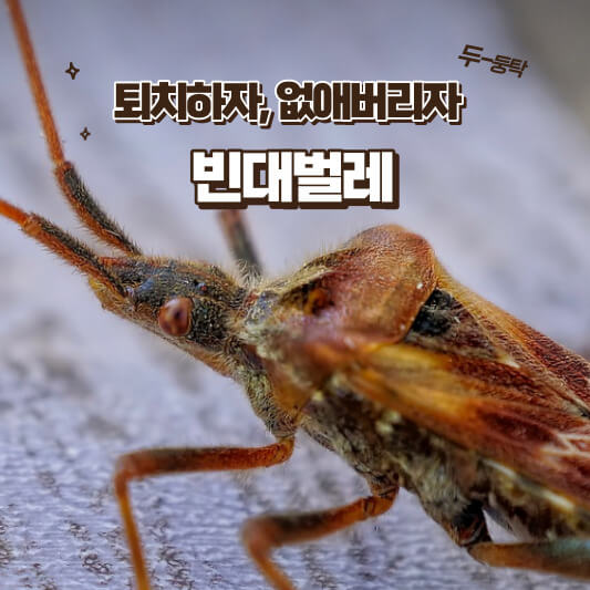 빈대벌레 예방법