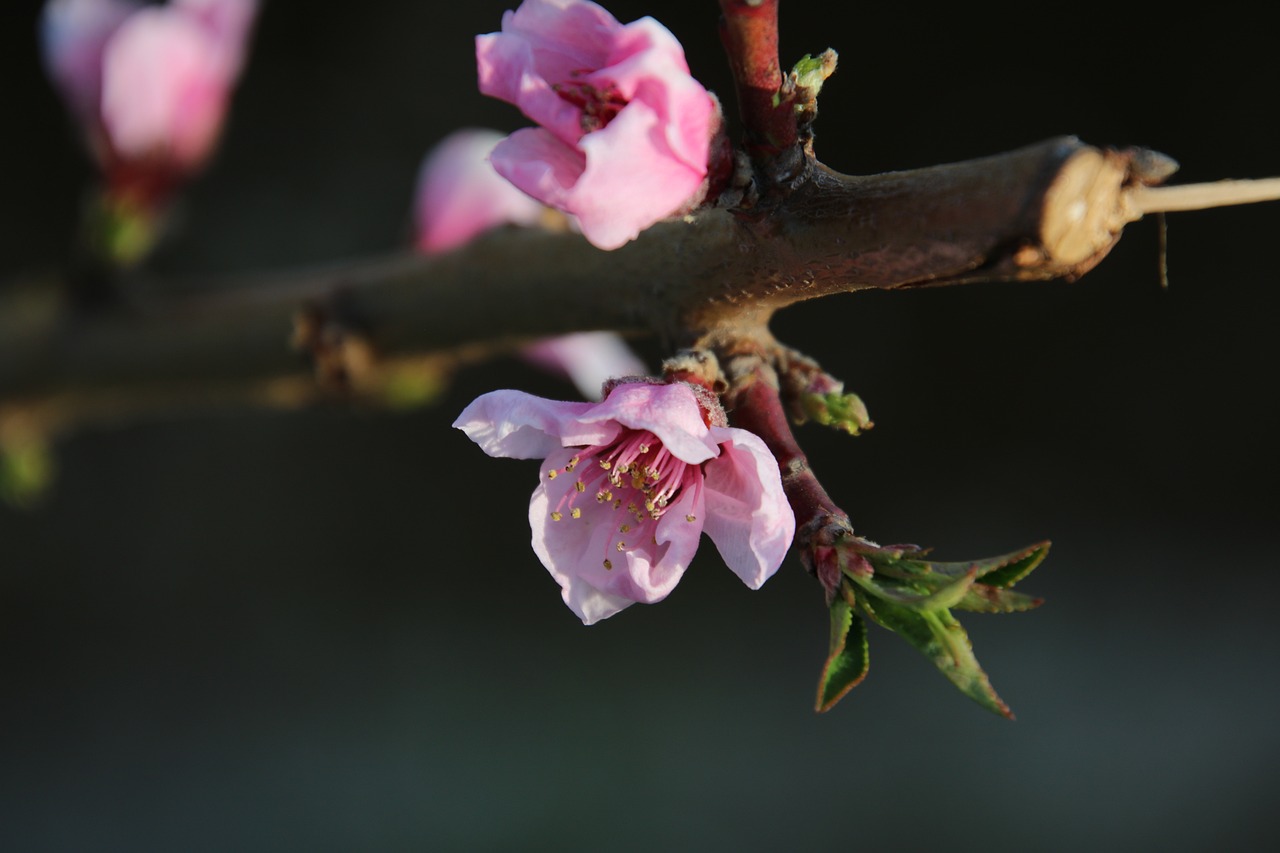 부천춘덕산복숭아꽃축제