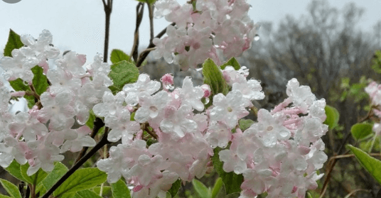 분꽃나무 꽃 꽃말 향기 열매 및 삽목 키우기 알아보기(유럽 토종)