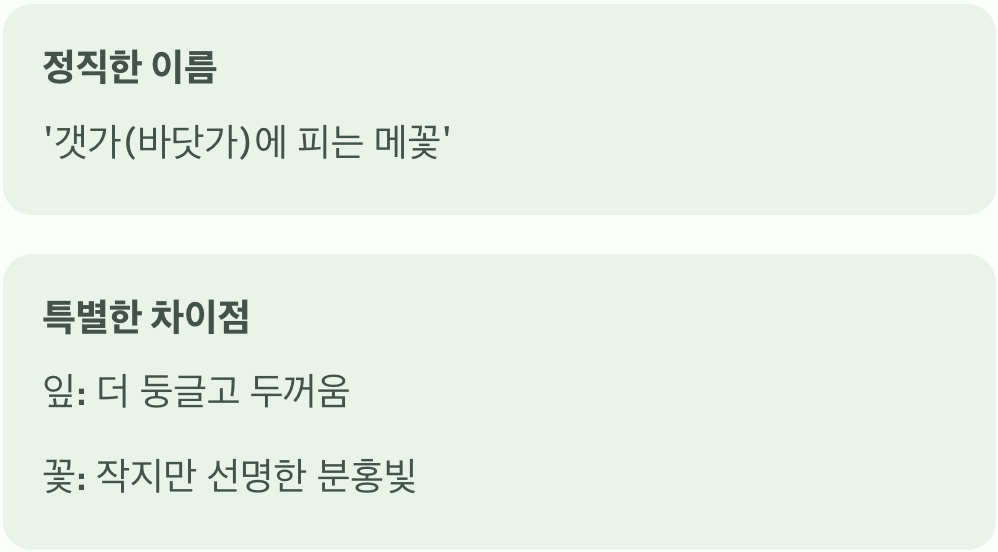 '바닷가에 사는 메꽃', 이름의 비밀