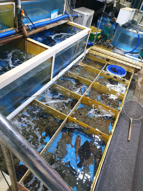 수조에 다양한 어종의 횟감들이 들어 있다.