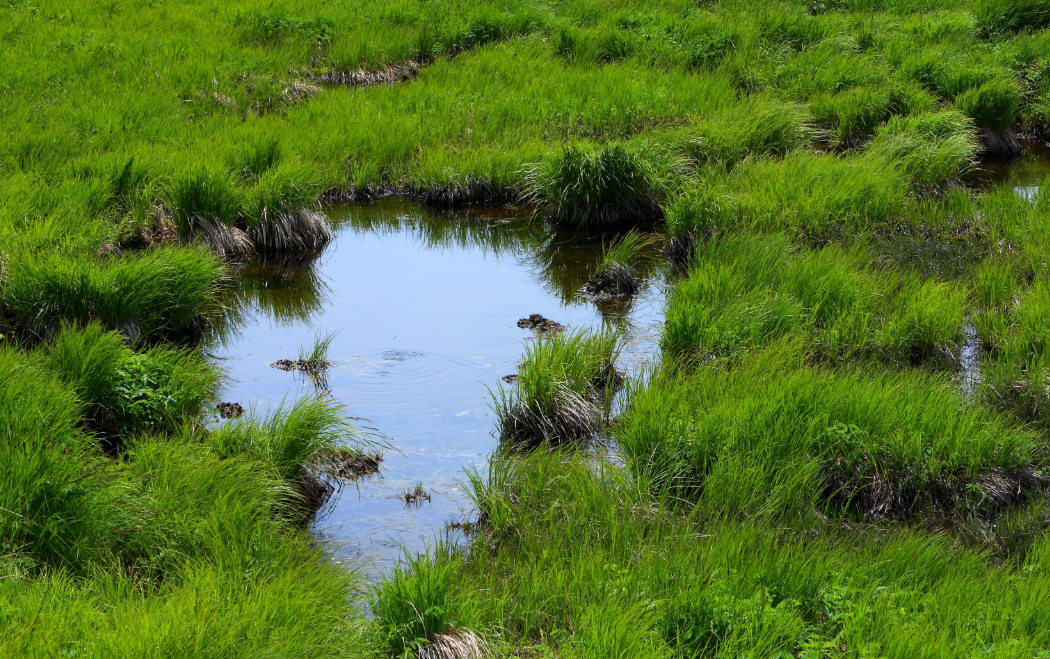 인제 대암산 용늪11