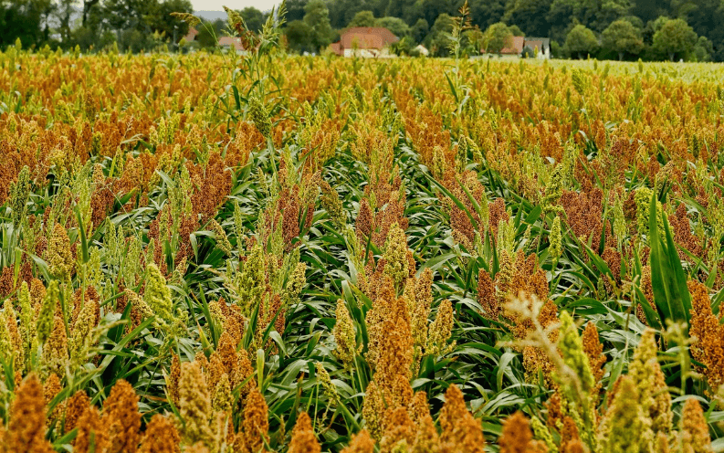 비정제원당 제대로 알기
