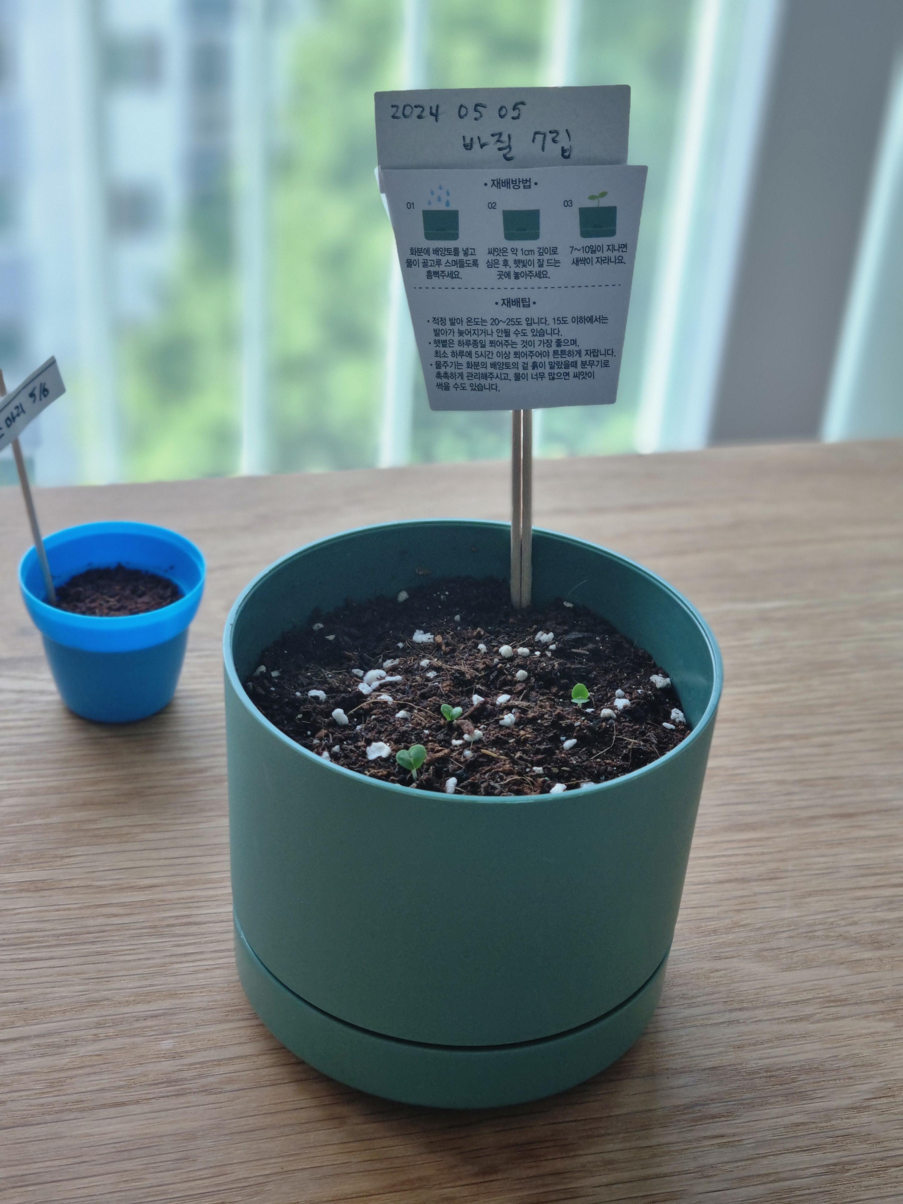 다이소 바질 새싹