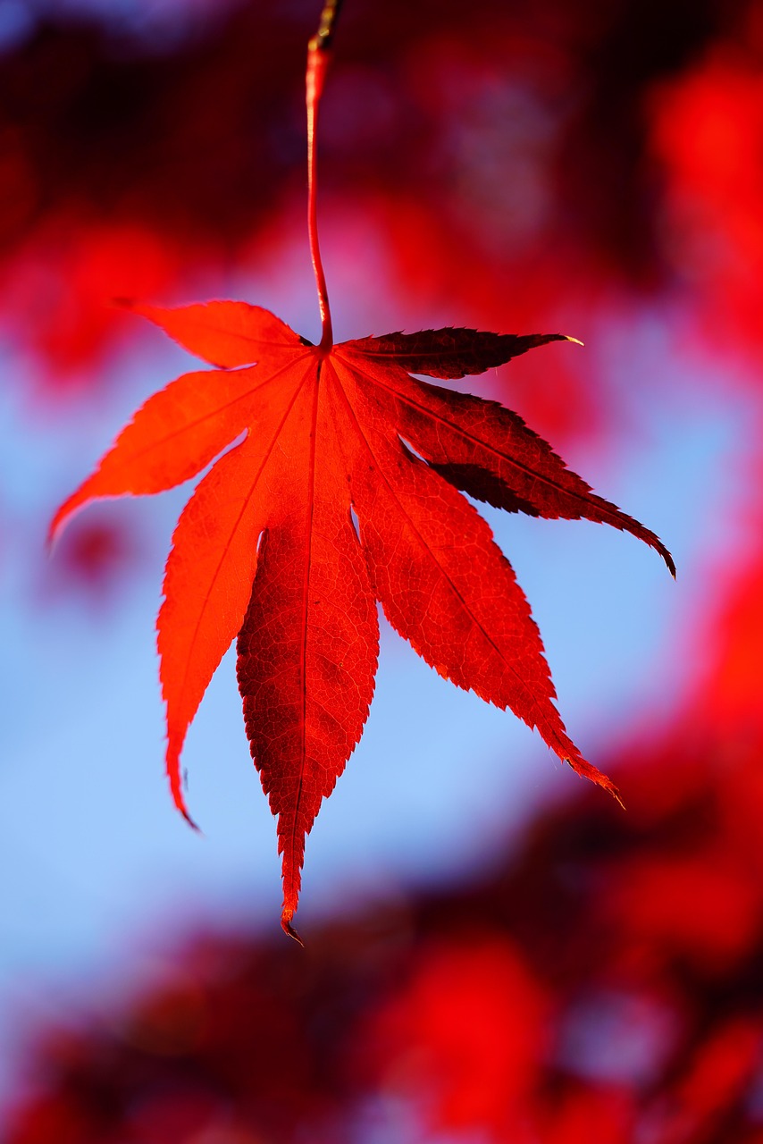 🍁 화담숲 예약 없이 갈 수 있을까? 현장입장 실험 후기