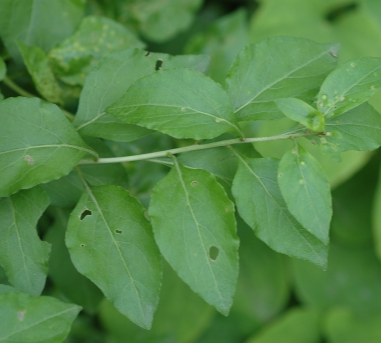 구기자나무 잎1