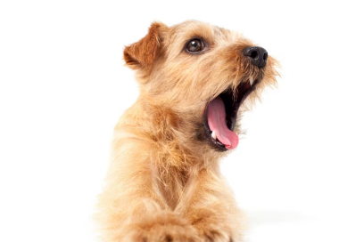 트림하는 강아지