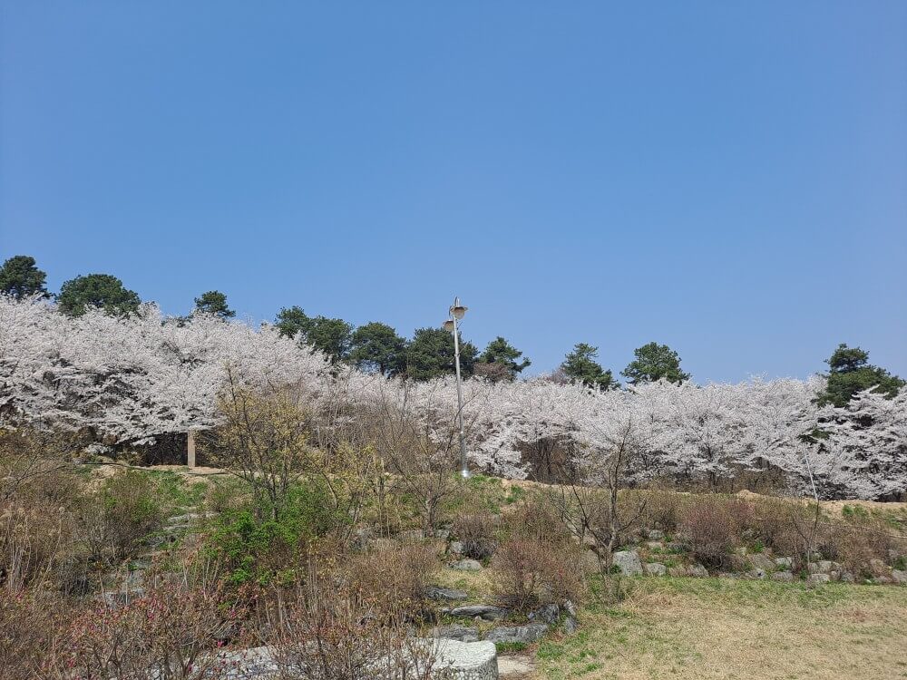 이천설봉공원벚꽃