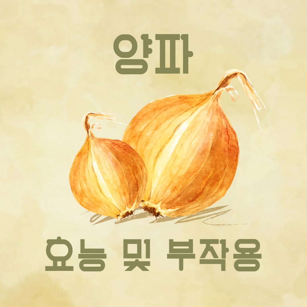 양파 효능 부작용