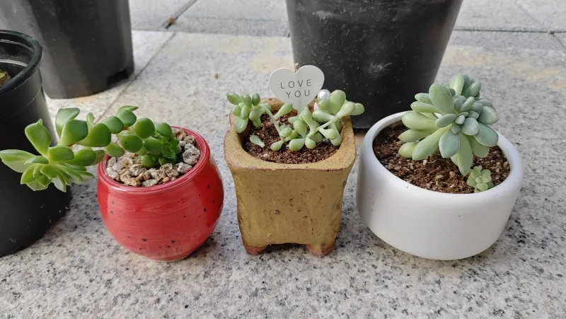 다육이 물주기 환기요령 일조량관리 여름과 겨울 관리법_2