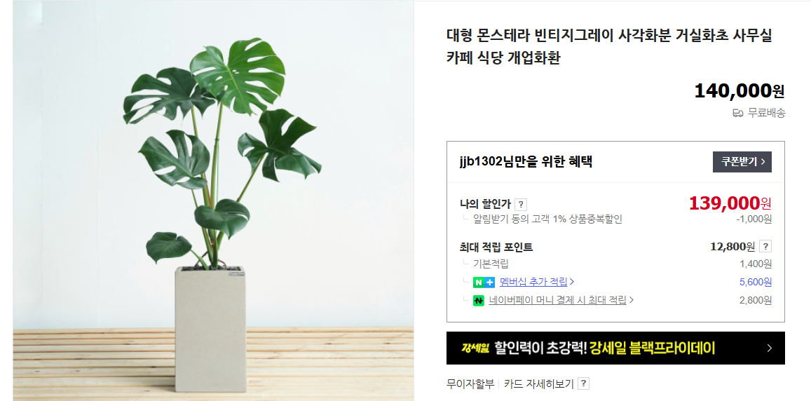 몬스테라 키우기 및 가지치기 (+ 알보 잎이 누렇게 되면 수경 재배)