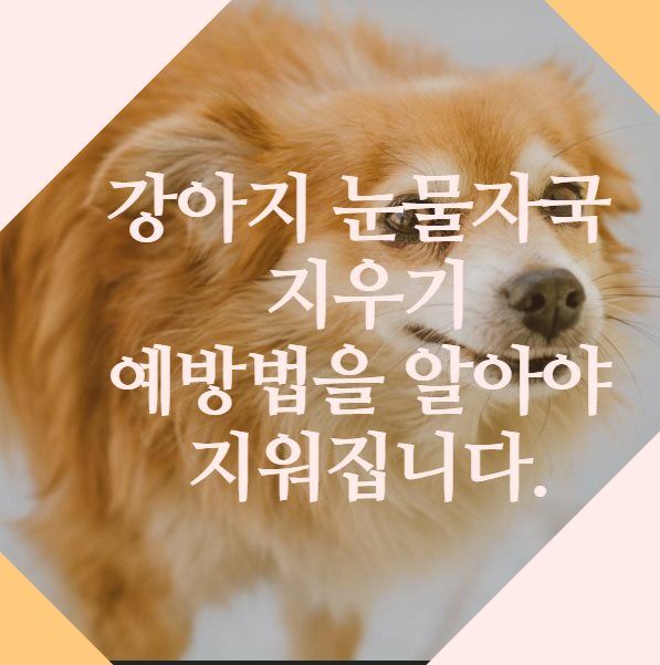 강아지 눈물