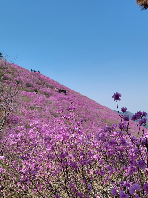 천주산의 진달래 군락 사진