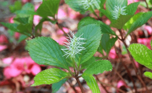 아홉산 대나무 숲