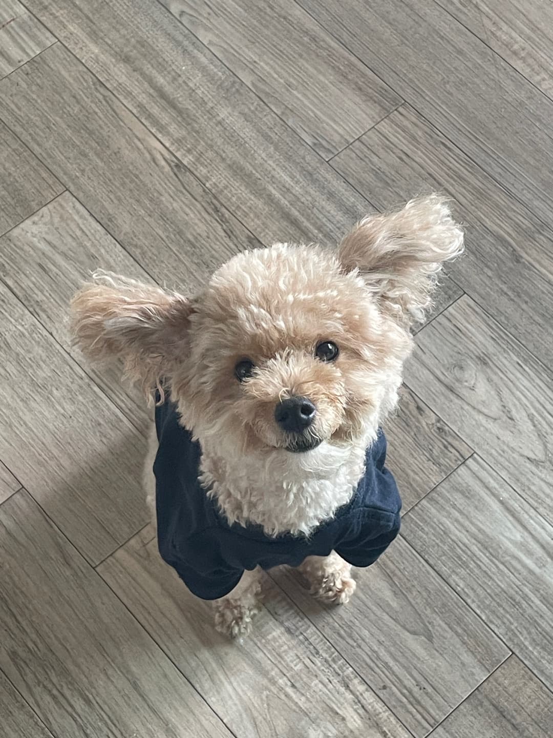 노령견과 함께할 수 있는 실내 놀이 아이디어